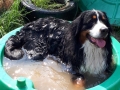 Balou