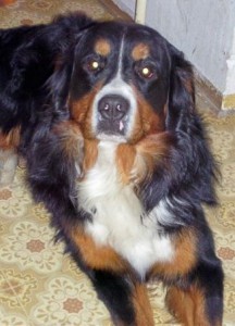 Benni