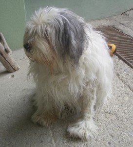 Molly