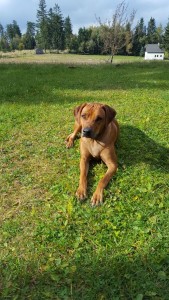 Chira